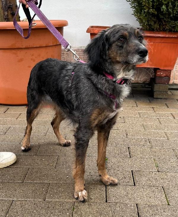 LILY DOLCISSIMA CAGNOLINA Foto 6